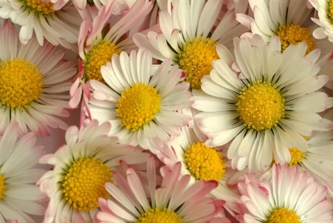 Common daisy (Bellis perennis), medicinal plant, naturopathy classifies the daisy among other