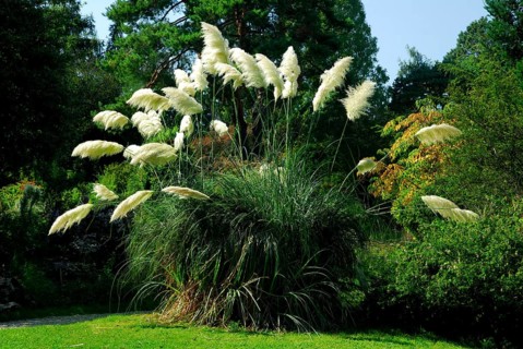 Pampas grass (Cortaderia selloana)