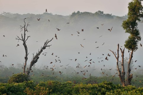 Straw-coloured Fruit Bats (Eidolon helvum), in flight, Kasanka National Park, Zambia, Africa
