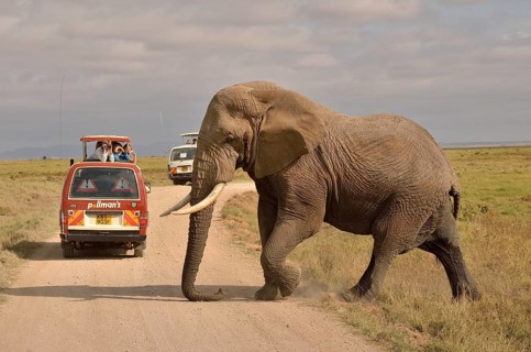 Elephant (Loxodonta africana) in front of a safari vehicle, Amboseli National Park, Rift Valley