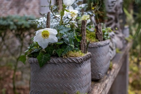 Christmas rose or hellebore (Helleborus), North Rhine-Westphalia, Germany, Europe