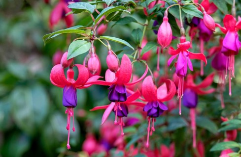 Flowering fuchsias (Fuchsia), North Rhine-Westphalia, Germany, Europe