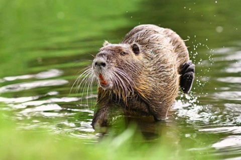 Semiaquatic rodent called, commonly known as Nutria (Myocastor Coypus), scratching itself in river.