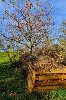 Apple tree in autumn with compost heap on a meadow orchard in the vineyards of Metzingen,
