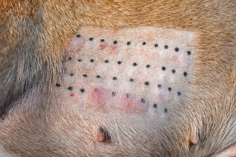 Immune response result of an animal intradermic skin allergy test performed for medical diagnosis