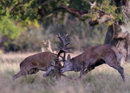 Red deer (Cervus elaphus), rutting fight of two capital stags in a meadow, Zealand, Denmark, Europe