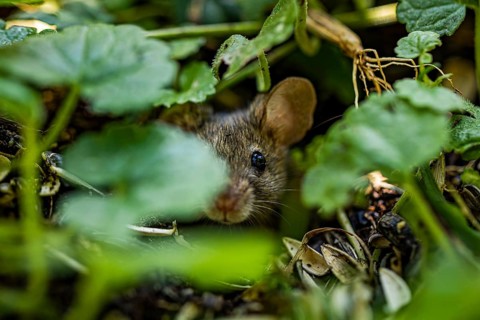 House mouse (Mus musculus) between leaves, close-up, Lower Austria, Austria, Europe