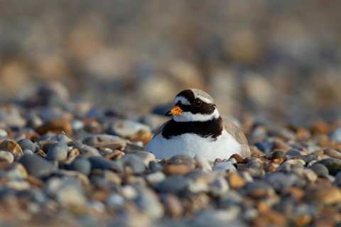 Ringed plover (Charadrius hiaticula) adult bird sitting on a nest on a shingle beach, Norfolk,