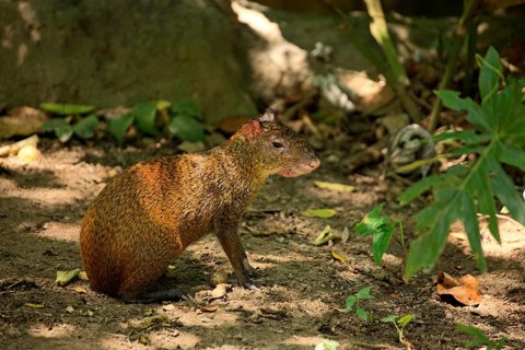 Paca (Agouti) (Dasyprocta punctatus), lateral, Honduras, Central America