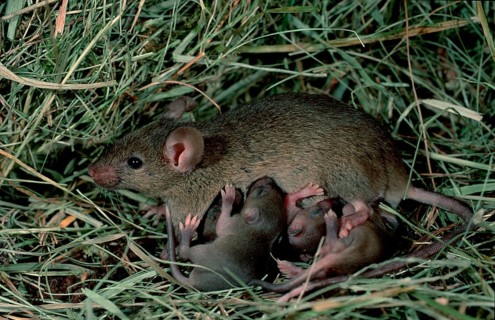 House mice (Mus musculus), female, nursing young, Germany, Europe
