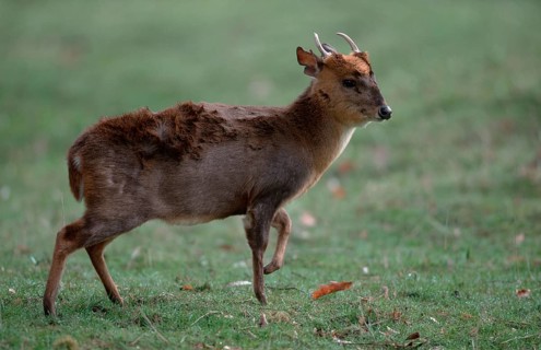 Chinese Muntjak, male (Muntiacus muntjak reevesi), Chinese Muntjak, male, Reeve's Muntjak, lateral,