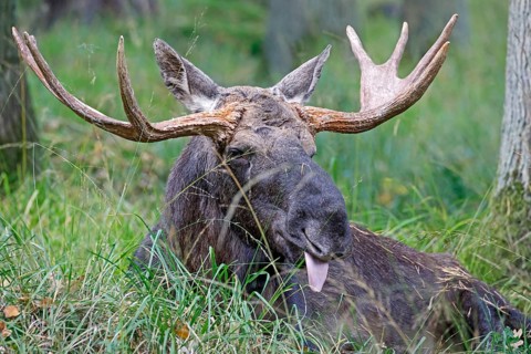 Elk (Alces alces), bull sitting in the grass, captive