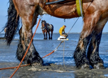 Horse fishermen catching Brown shrimp (Crangon crangon), Koksijde, North Sea coast, province of
