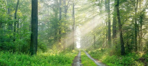 Panorama, hiking trail through natural deciduous forest of oaks and beeches, sun shining through