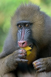 Mandrill (Mandrillus sphinx) feeding, female, animal portrait, captive, South-West Region,
