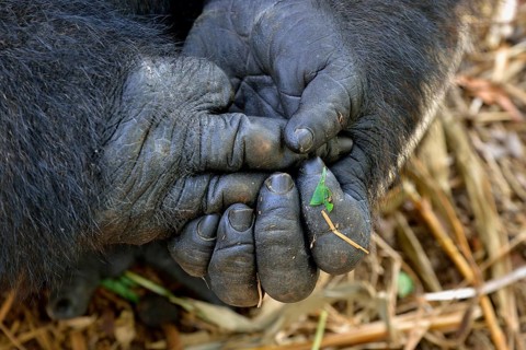 Western Lowland Gorilla (Gorilla gorilla gorilla), hands, male, Silverback, captive, South-West