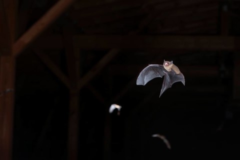 Common pipistrelle (Pipistrellus pipistrellus), swarming in the attic shortly in front of going