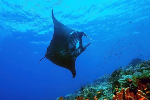 Rare black giant manta ray (Manta birostris), Bali Sea, Indo-Pacific, Pacific Ocean, Bali, Malay
