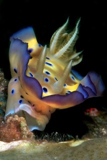 Kunies Chromodoris magnificent star snail (Goniobranchus kuniei) formerly (Chromodoris kuniei) eats