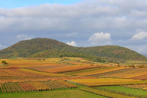 Vineyards in autumnal colours 2022 near Landau in der Pfalz, Southern Wine Route, Palatinate
