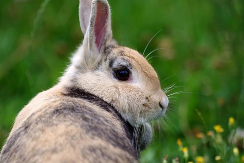 Portrait, rabbit, head, animal, fur, garden, grass, close-up of the side profile of a brown
