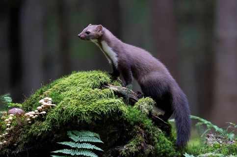 Beech marten (Martes foina), Bitburg, Rhineland-Palatinate, Germany, Europe