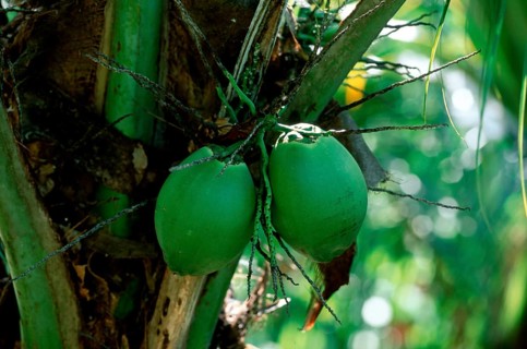 Coconut Palm (Cocos nucifera) fruits, Trinidad