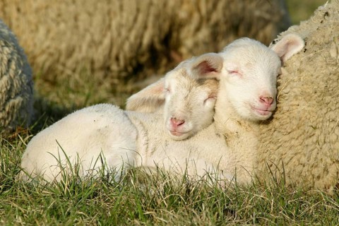 Merino sheep, lambs