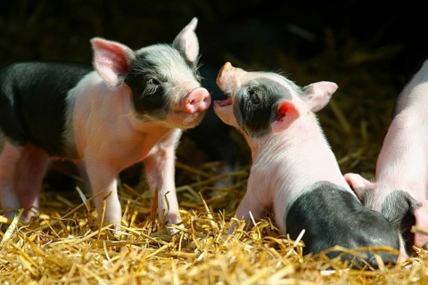 Hallic pigs, piglets in the barn, Hällian pig, Hällian pig pigs, straw