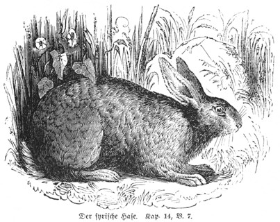 The Syrian hare, claws, unclean, forbidden, grass, side view, outdoors, Bible, Old Testament, Book