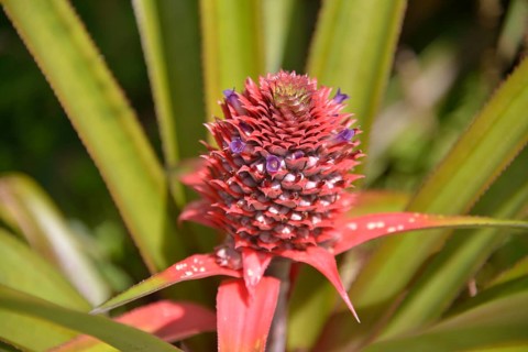 Pineapple (Ananas comosus), plant with flower, Banana Islands, Sierra Leone, Africa