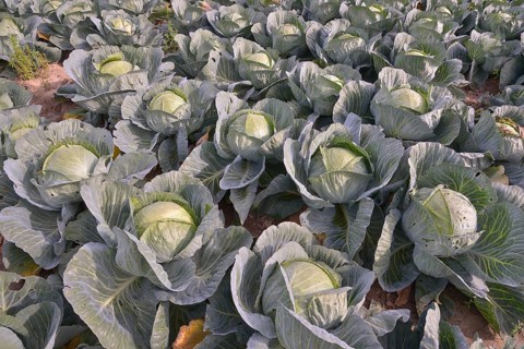 Field with White Cabbage (Brassica oleracea alba), Alsace, France, Europe