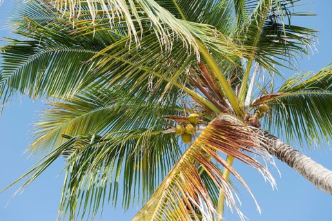 View upwards at crown of tall coconut palm (Cocos nucifera) with coconuts, Maldives, Asia