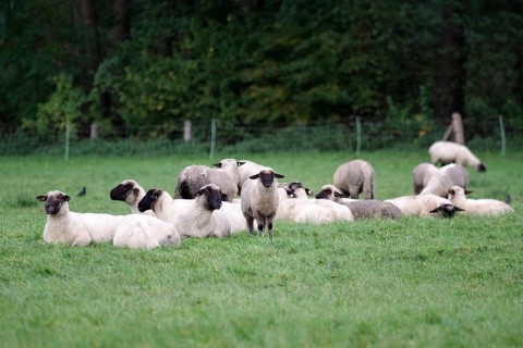Sheep (Ovis), domestic animals, flock of sheep, pasture, lying, resting, North Rhine-Westphalia,