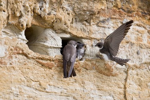 Sand martins (Riparia riparia), Emsland, Lower Saxony, Germany, Europe