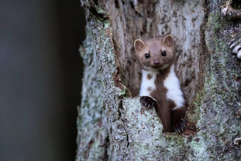 Beech marten (Martes foina), Bitburg, Rhineland-Palatinate, Germany, Europe