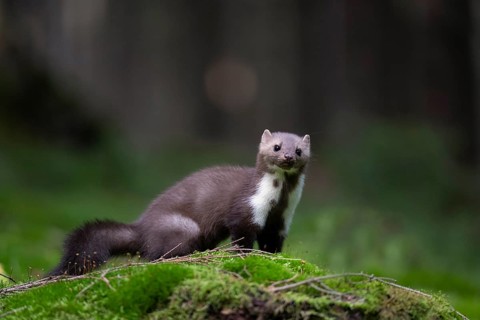 Beech marten (Martes foina), Bitburg, Rhineland-Palatinate, Germany, Europe