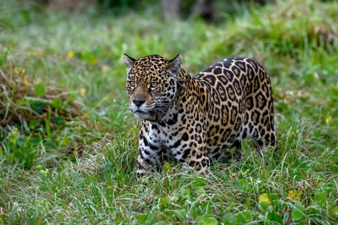 Jaguar (Panthera onca) with radio collar stands attentively in the tall grass, Conservation Land