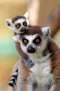 Ring-tailed Lemurs (Lemur catta), female with young, Berenty Reserve, Madagascar, Africa