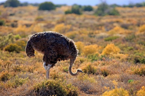 South african ostrich (Struthio camelus australis), female, Oudtshoorn, Klein Karoo, South Africa,