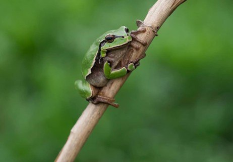 European tree frog (Hyla arborea) sits on a reed stalk, Lake Neusiedl National Park, Burgenland,