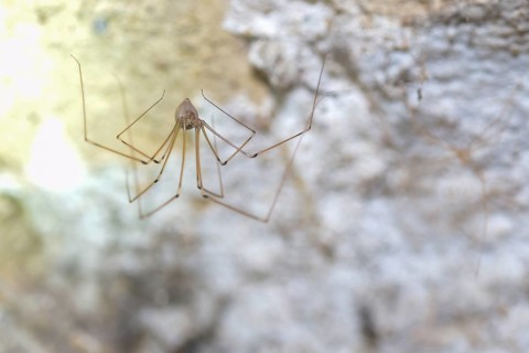 Long-legged cellar spider (Pholcus phalangioides), sitting in the cellar of a residential building,