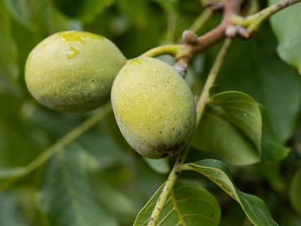 Persian walnuts (Juglans regia) shortly in front of opening the shell, North Rhine-Westphalia,