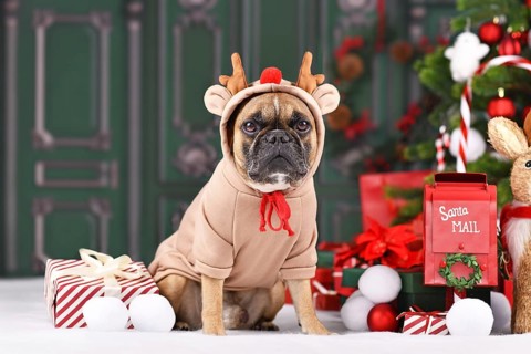 Christmas reindeer dog. French Bulldog with costume sweater with antlers sitting next to Christmas