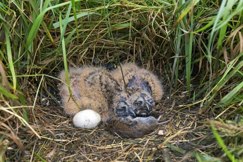 Short-eared owl (Asio flammeus) (Asio accipitrinus) egg and two chicks in nest on the ground in