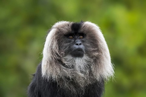 Lion-tailed macaque (Macaca silenus), wanderoo endemic to the Western Ghats of South India