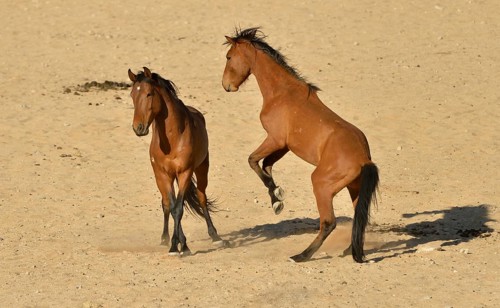 Fighting desert horses, Namib desert horses or Namibs (Equus ferus) near the waterhole of Garub,