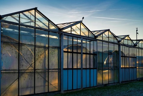 Greenhouses, greenhouses, glasshouses, nursery, Fellbach, evening light, evening,