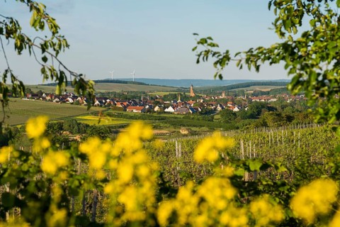 Medieval winegrowing village, Volkach, Mainfranken, Lower Franconia, Franconia, Bavaria, Germany,