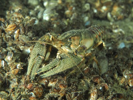 An American crayfish (Faxonius limosus), invasive species, stands on a sandy substrate surrounded
